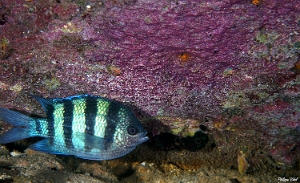 Maldives 2021 - Poisson bagnard - Sergeant-major - Abudefduf vaigiensis -DSC00317_rc